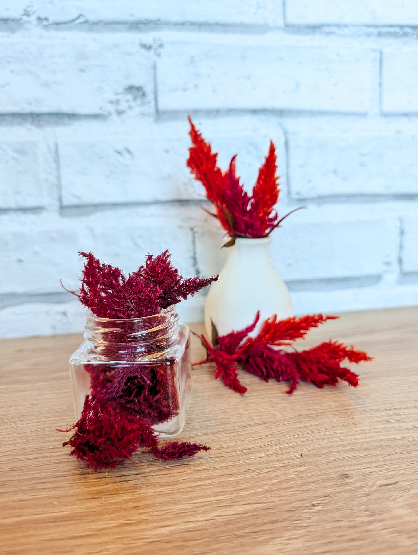 Feathered Celosia