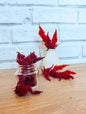 Feathered Celosia