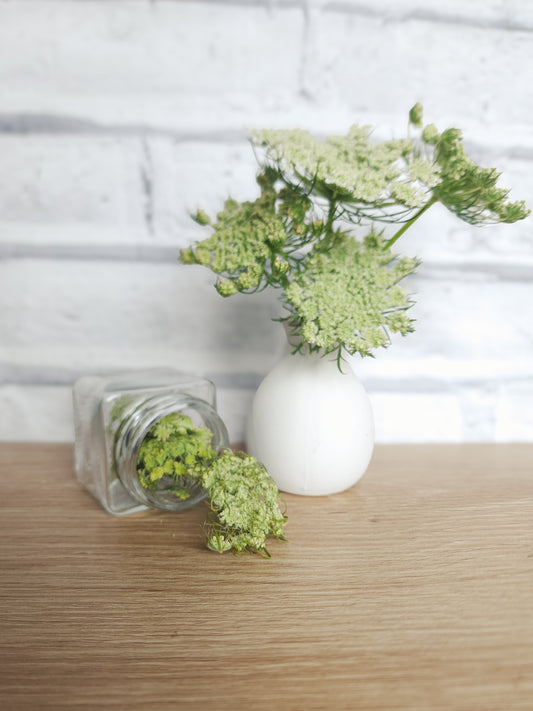 Carrot Flowers